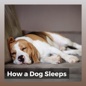 How a Dog Sleeps