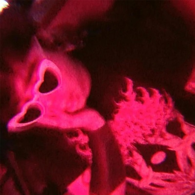 el dealer me estaf0 - Single