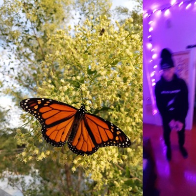 Celestial Chrysalis In Full Bloom - Single