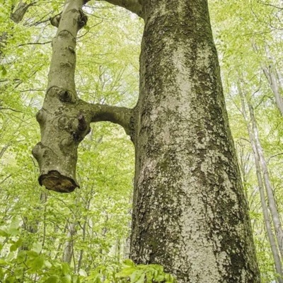 Huevona Virus - Single