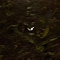 Thrill. - Single - LVTE BLOOMER