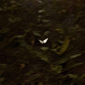 Thrill. LVTE BLOOMER