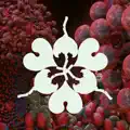 ovule (feat. shygirl)