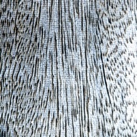 Rings - Single - Supertask