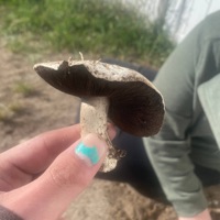 Laura Palmer (feat. Myco Trees) - Single - numbmoi