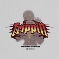 Trippin (feat. DSD Hoodlum) - Single - Yung Maynie