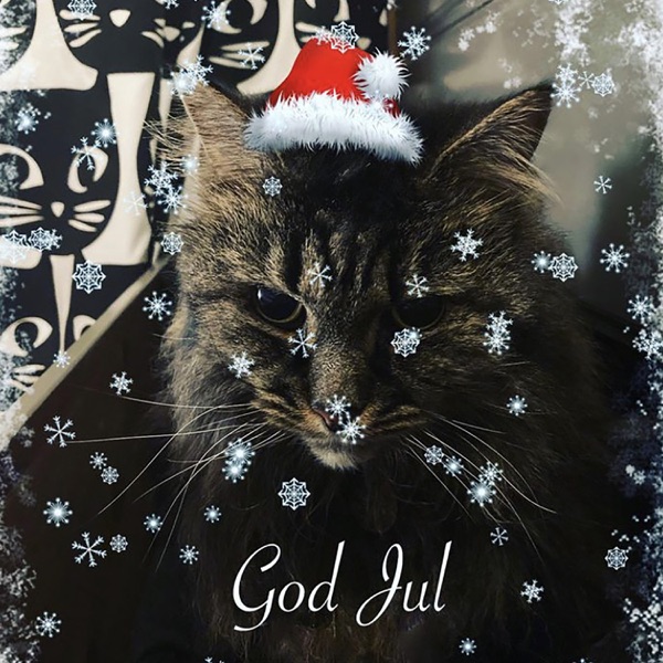 Music for Cats at Christmas - EP