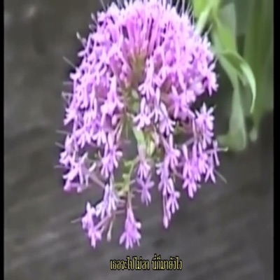 กลัวเธอหายไปกับลมหนาว (feat. PA!NX) - Single