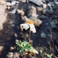 Ngày Đã Tàn, Hoa Úa Nát Tả Tơi. - Single - Vương Cây