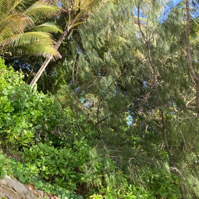 Days of Quarantine 1