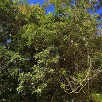 Addict - Single - Shy Jnr