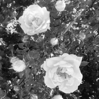 Poets (feat. Madi Larson) - Single - enjoii