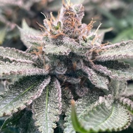 Good Mary King Kush