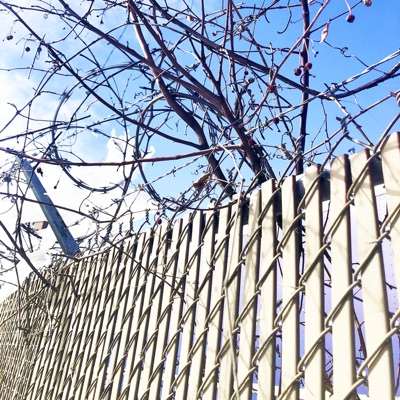 Tall Ørder - Single