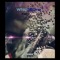 Which$one (feat. Naydone) - Xan Xee lyrics