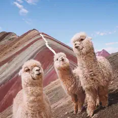 Listen to Albino Alpaca, watch music videos, read bio, see tour dates & more!