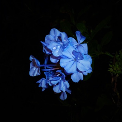 Mystx - Midnight Rondo