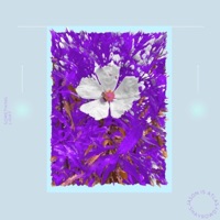 something light (feat. JASON IS ATLAS) - Single - Shayrowdy