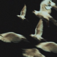 Angels (feat. Ganavya) - Single - SVDP