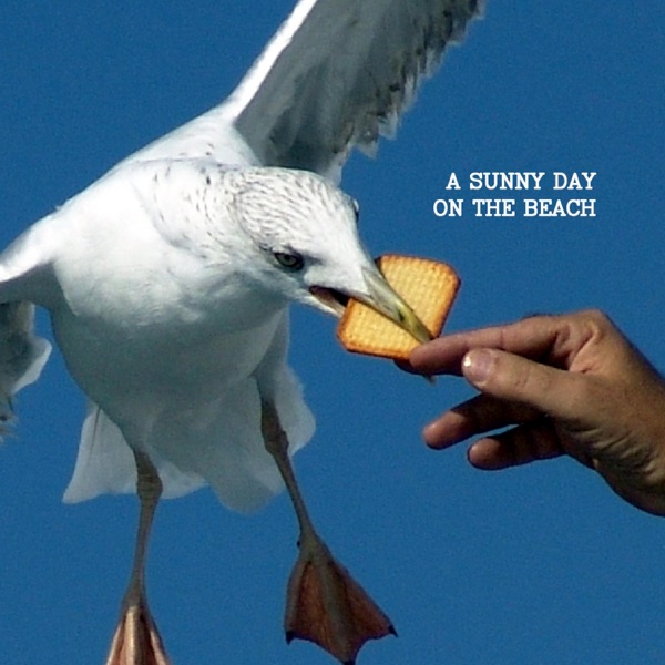 A Sunny Day On the Beach