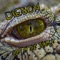 Lost In the Jungle - Dieson lyrics