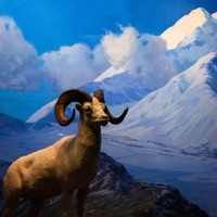 Cómo Saber Si Alguien Te Quiere - Single - Nico Miseria & Allan Parrish