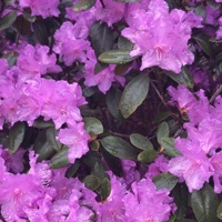 Idk - Single - Real Deal