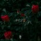 Roses - Prototype & Lazarus The Kid lyrics