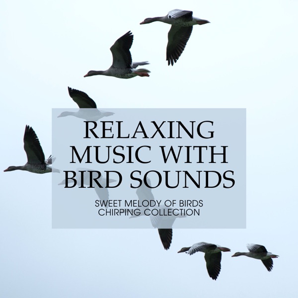 Relaxing Music with Bird Sounds - Sweet Melody of Birds Chirping Collection