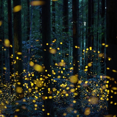 fireflies - Single