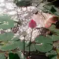 Seroja