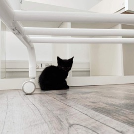 carnage (feat. arid) indicuh