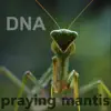 Stream & download Praying Mantis - Single