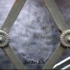 Spider Silk