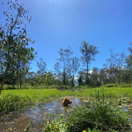 Phantom Ways Yahfs & Pawl4k