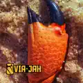 Jah