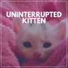 Uninterrupted Kitten