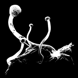 Panisch / Nuance - Single