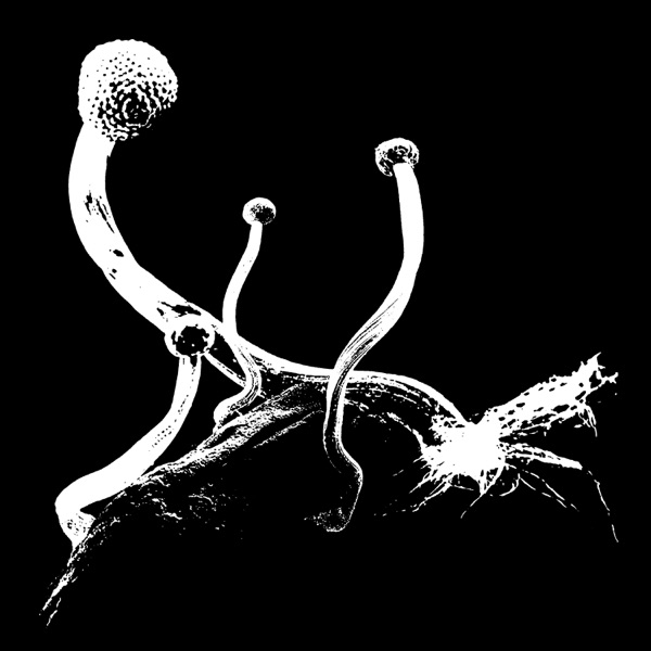 Panisch / Nuance - Single