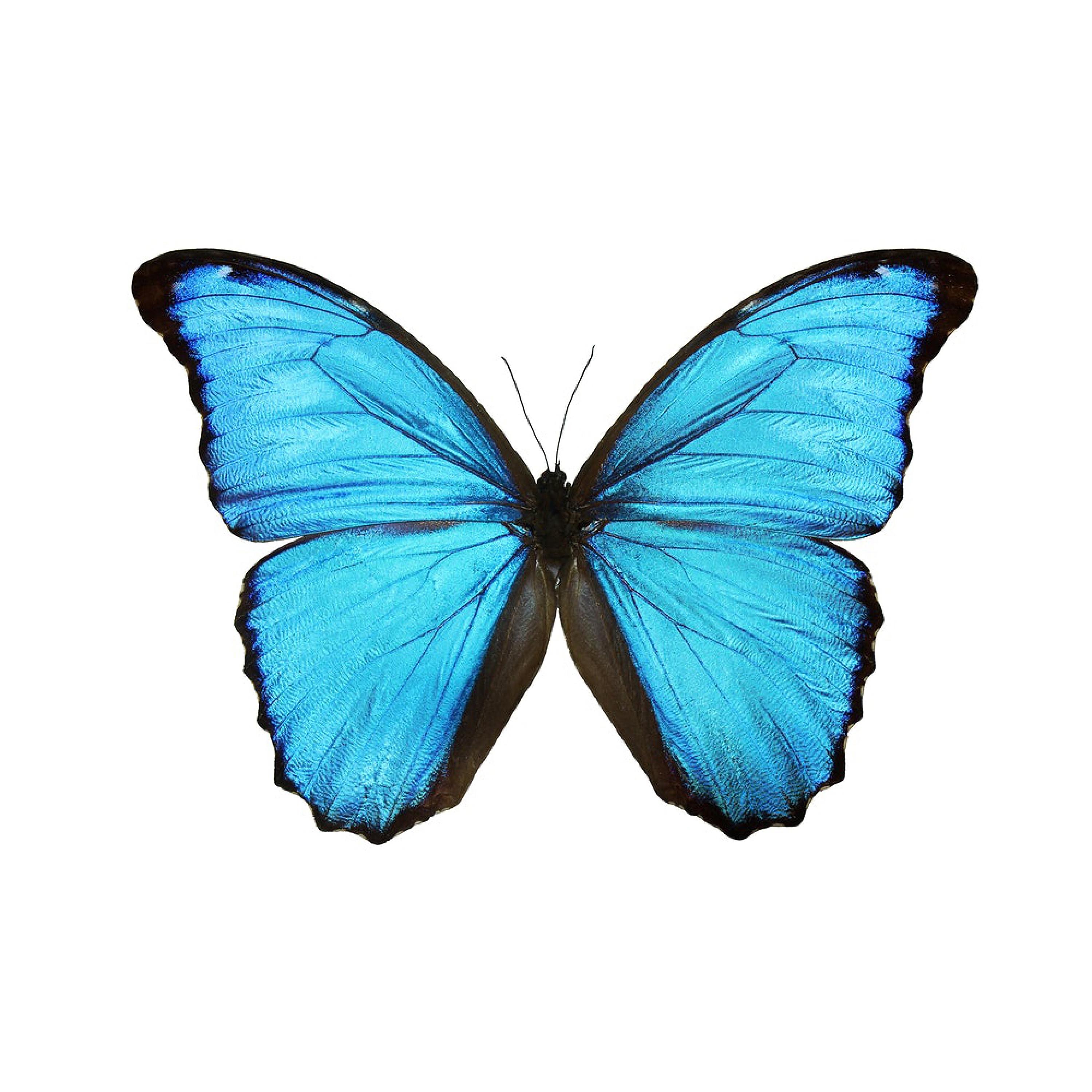 Dennis Driftmeyer Presents: Butterflies - EP