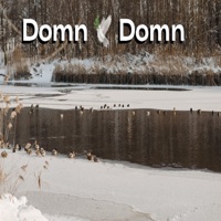 DOMN DOMN - Single - Nicky Yaya Preotu