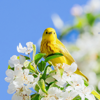 Spring Birds - Bird Sounds