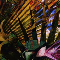 Buena Vista - Single - Doctor Gosso & the Samplers & Telica