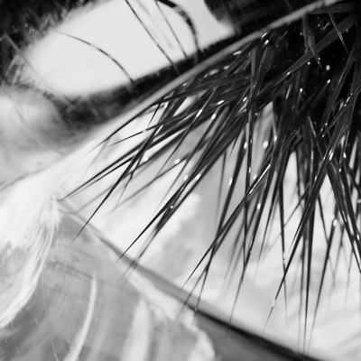 Urchin - Single