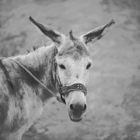 LFDB Relax - Single - Alexandre.