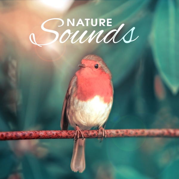 Nature Sounds (Yoga Music, Meditation, Morning Birds, Awakening, Spirituality, Concentration, Relaxation, Harmony & Wellbeing)
