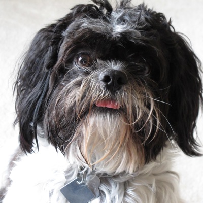 Sleep Well, My Old Friend - Single