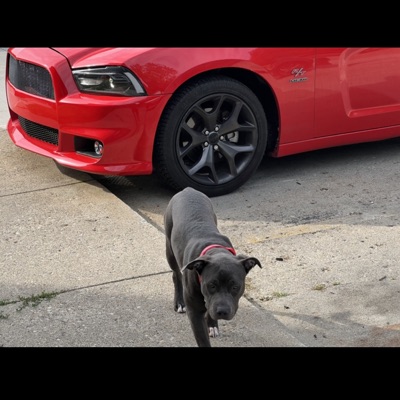 Cali(Charger) - Single