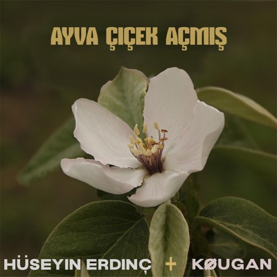 Ayva Çiçek Açmış (feat. Kougan Ray) - Single