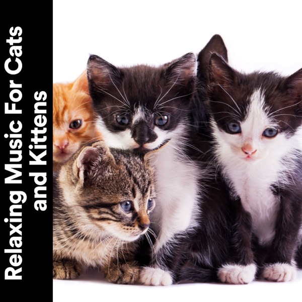 Relaxing Music for Cats and Kittens